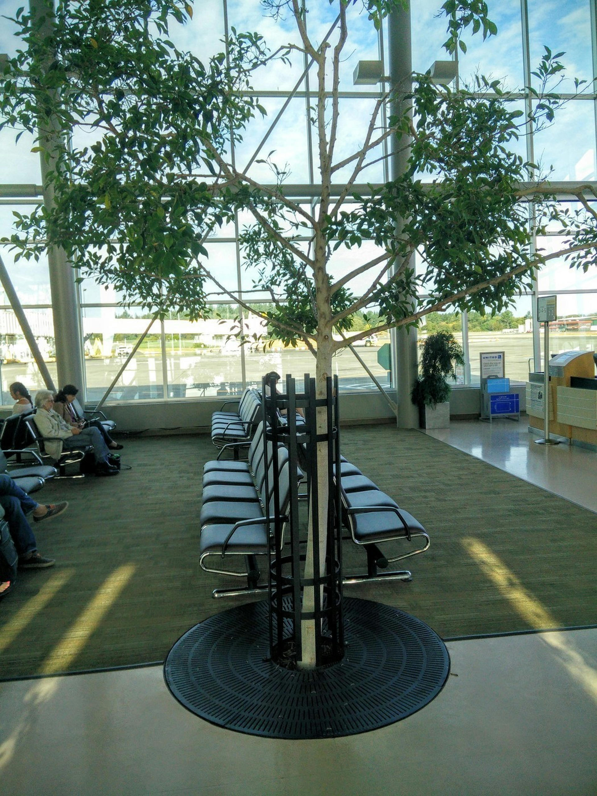 Victoria's Airport has trees growing in the floor.