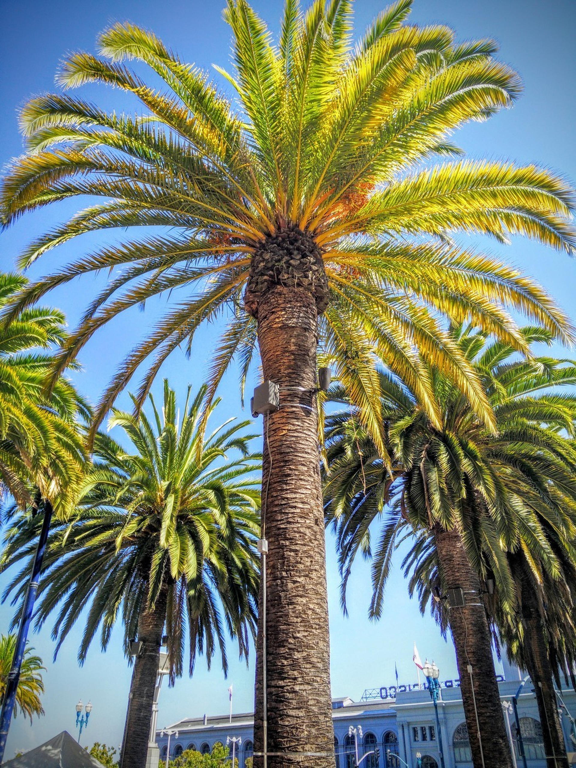 We don't have trees like this in Canada.